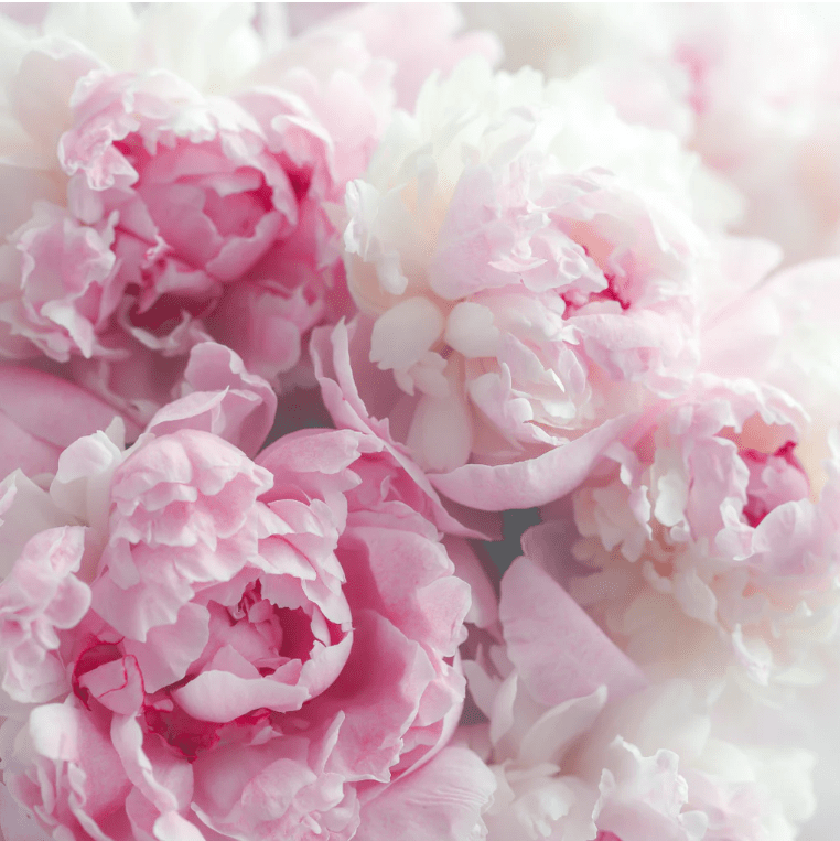 La Florentina Bath Foam &amp; Shower Gel La Florentina Arboreal Peony Shower Gel 750ml Set of 3pcs La Florentina Arboreal Peony Set of 3pcs Shower Gel Bottle Pump 750ml  Brand