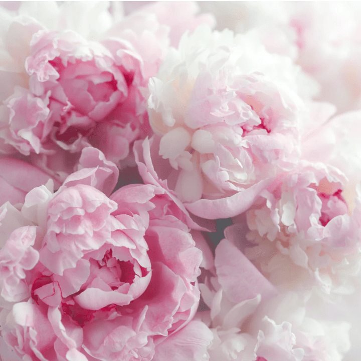 La Florentina Bath Foam &amp; Shower Gel La Florentina Arboreal Peony Shower Gel 750ml Set of 3pcs La Florentina Arboreal Peony Set of 3pcs Shower Gel Bottle Pump 750ml  Brand