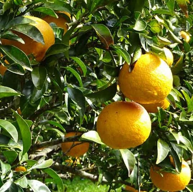 La Florentina Bath Foam &amp; Shower Gel La Florentina Boboli Citrus Shower Gel Bottle Pump 750ml Brand