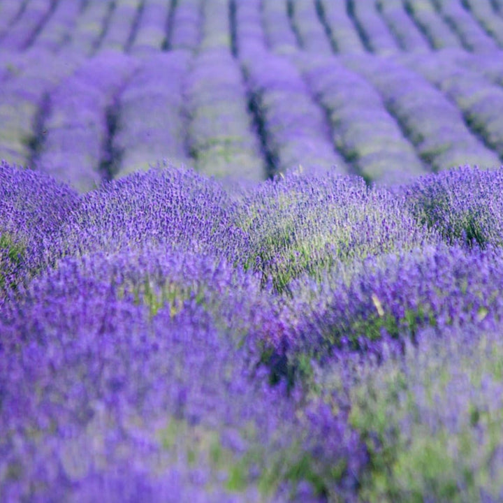 La Florentina Bath Foam &amp; Shower Gel La Florentina Lavender Bath Foam &amp; Shower Gel Set Brand