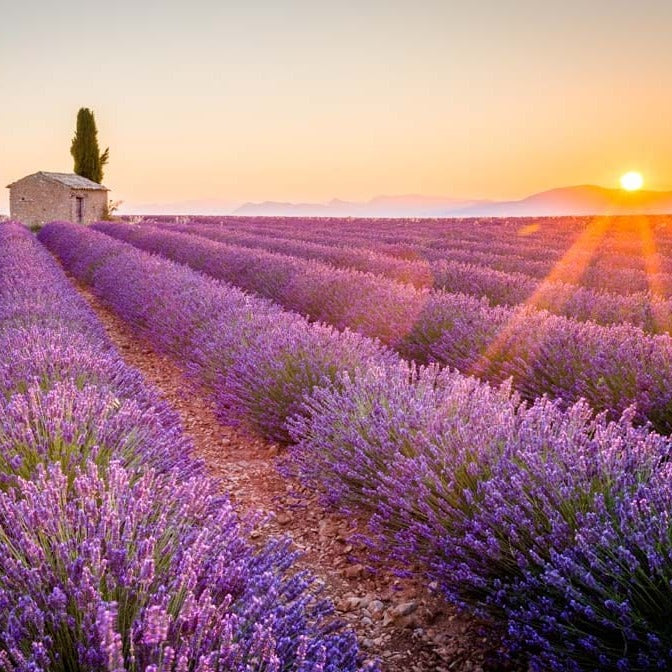 La Florentina Bath Foam &amp; Shower Gel La Florentina Lavender Shower Gel Bottle Pump 750ml Brand