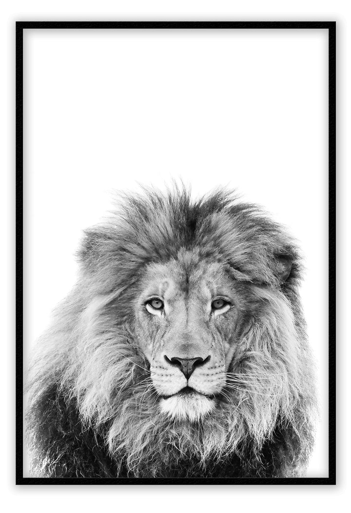 Canvas Print Lion Sketch Lion Sketch Wall Art : Ready to hang framed artwork. Brand