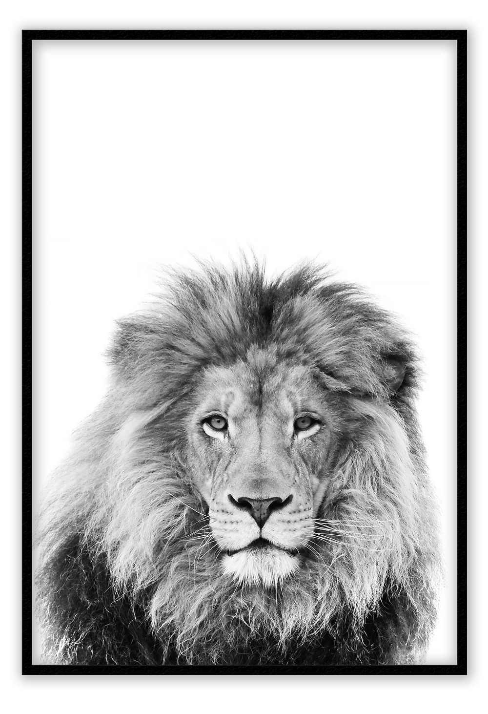 Canvas Print 50x70cm / Black Lion Sketch Lion Sketch Wall Art : Ready to hang framed artwork. Brand