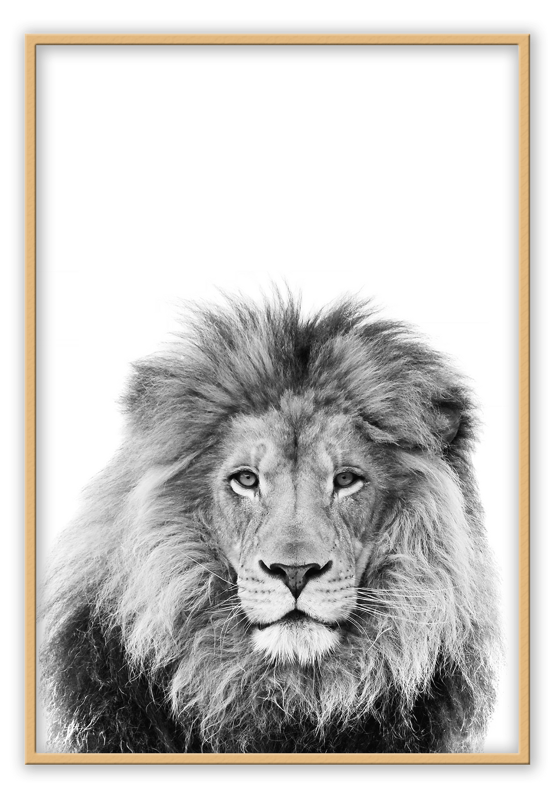 Canvas Print 50x70cm / Natural Lion Sketch Lion Sketch Wall Art : Ready to hang framed artwork. Brand