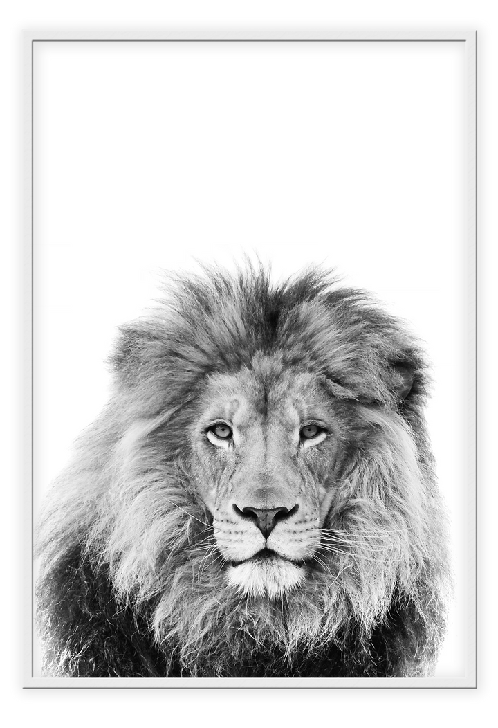 Canvas Print 50x70cm / White Lion Sketch Lion Sketch Wall Art : Ready to hang framed artwork. Brand