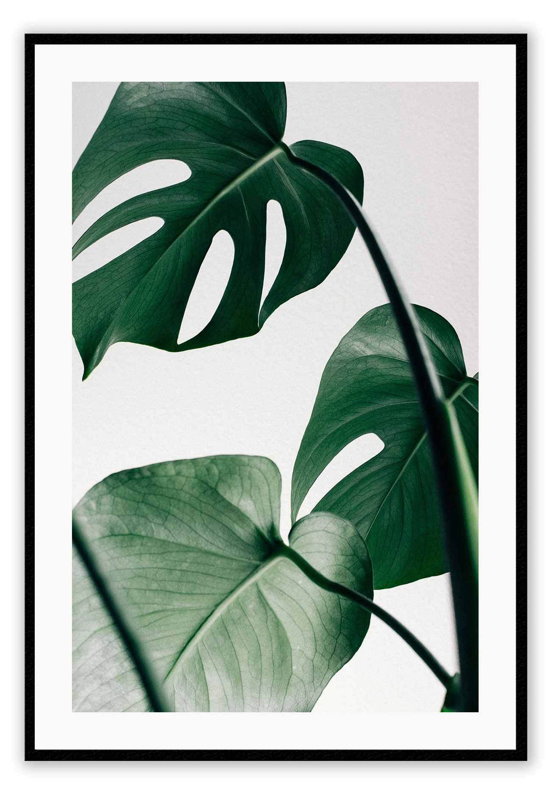 Canvas Print Small		50x70cm / Black Monstera Leaf Monstera Leaf Framed Print Brand