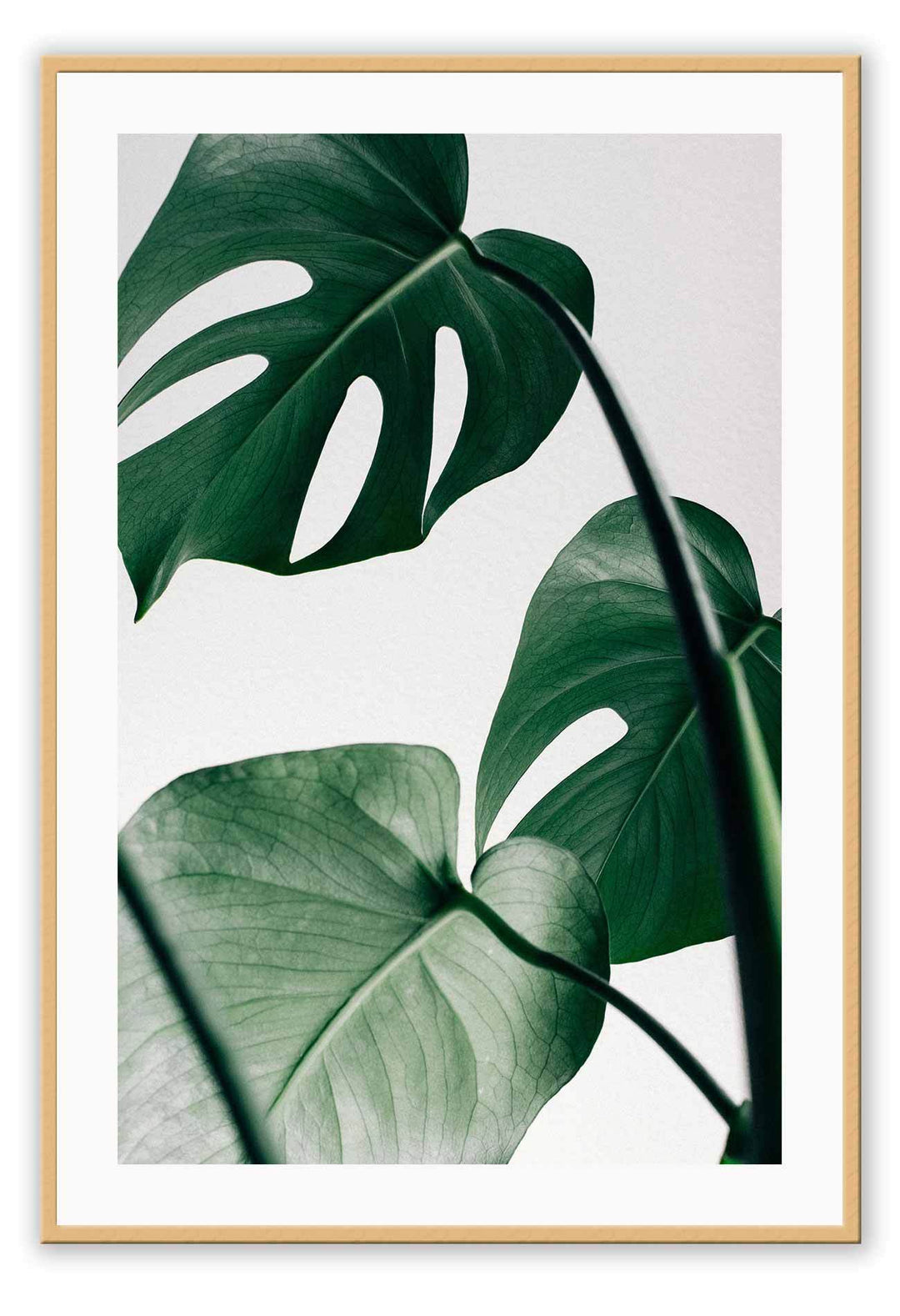 Canvas Print Small		50x70cm / Oak Monstera Leaf Monstera Leaf Framed Print Brand