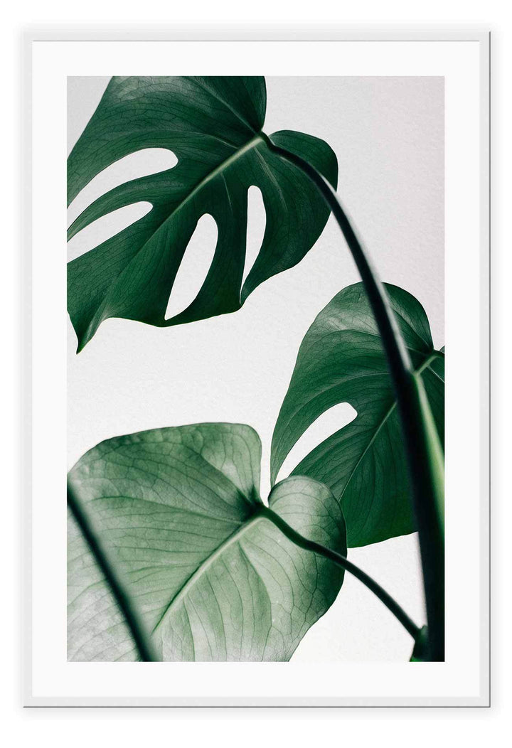 Canvas Print Small		50x70cm / White Monstera Leaf Monstera Leaf Framed Print Brand