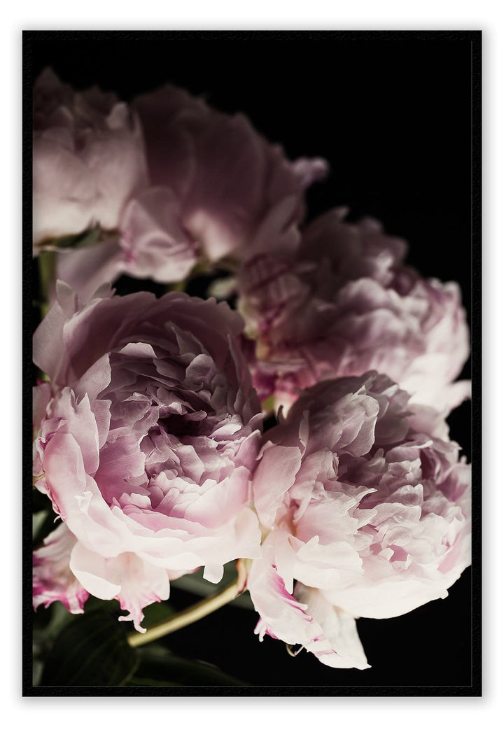 Canvas Print Small		50x70cm / Black Pink Bloom Pink Bloom Wall Art : Ready to hang framed artwork. Brand