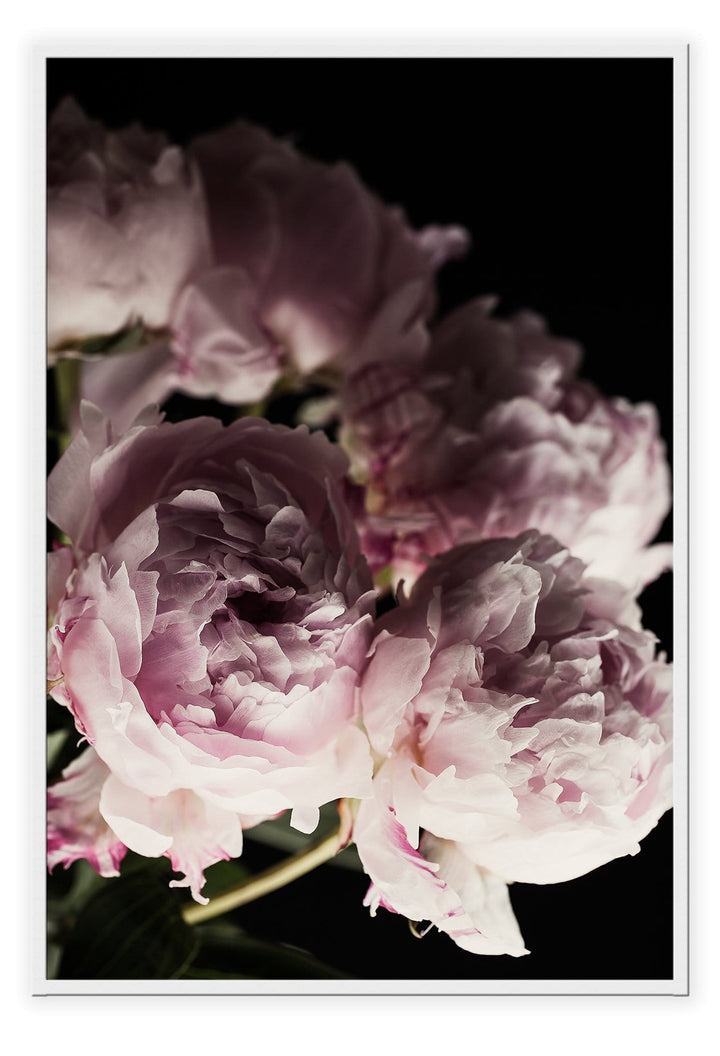 Canvas Print Small		50x70cm / White Pink Bloom Pink Bloom Wall Art : Ready to hang framed artwork. Brand