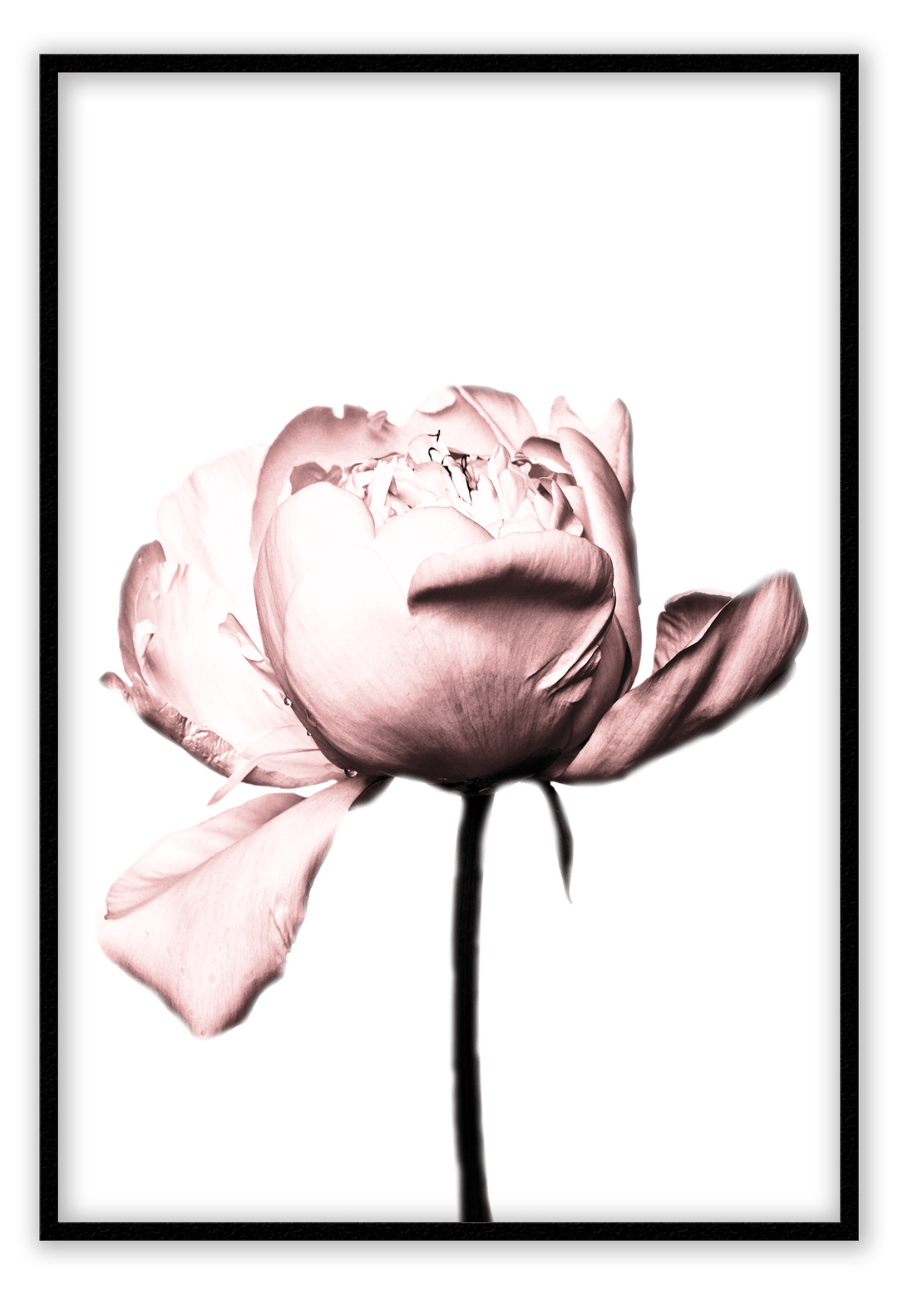 Canvas Print 50x70cm / Black Rosa Rose Rosa Rose Framed Prints Brand