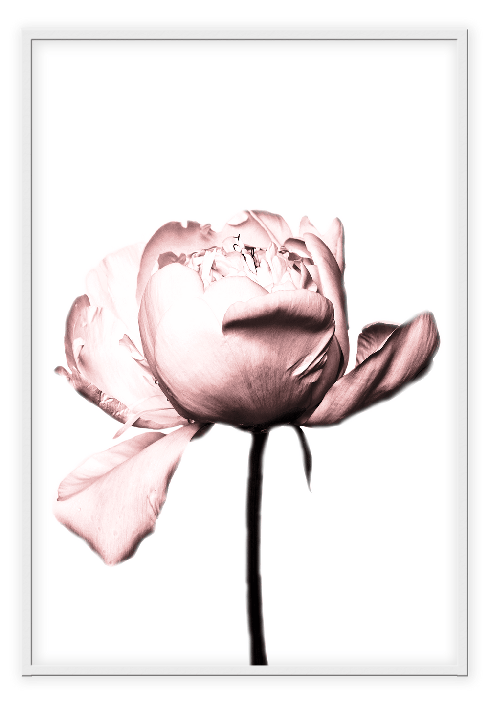 Canvas Print 50x70cm / White Rosa Rose Rosa Rose Framed Prints Brand