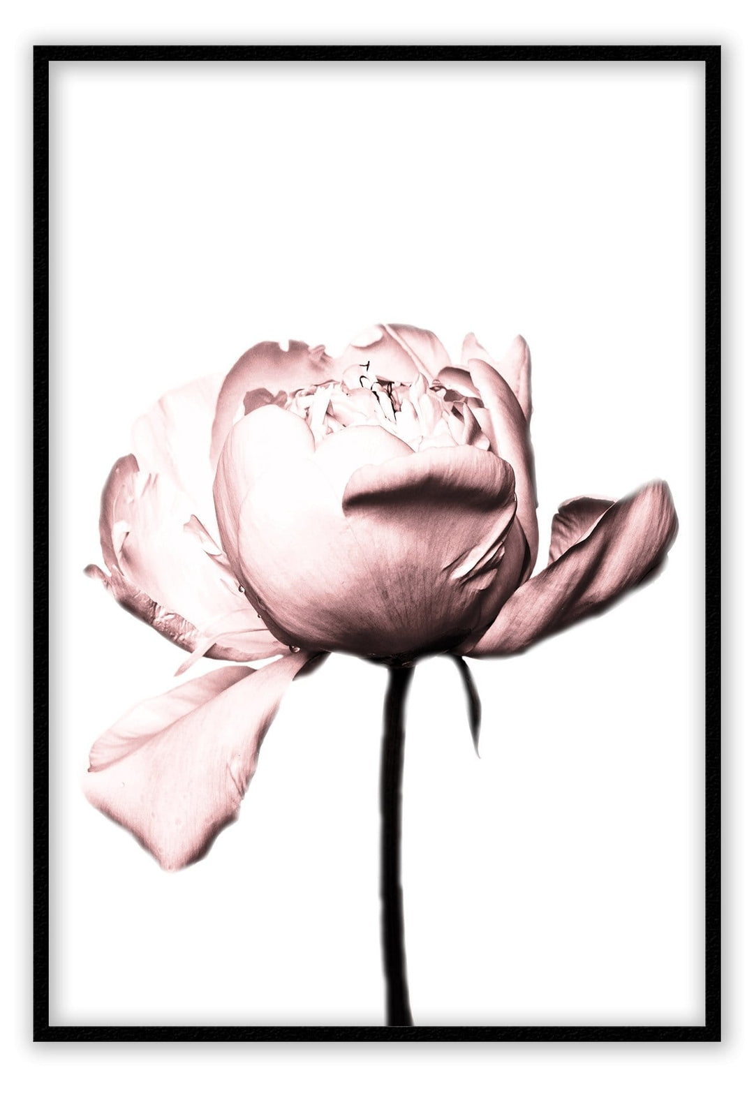 Canvas Print Small		50x70cm / Black Vintage rose Vintage rose framed print Brand