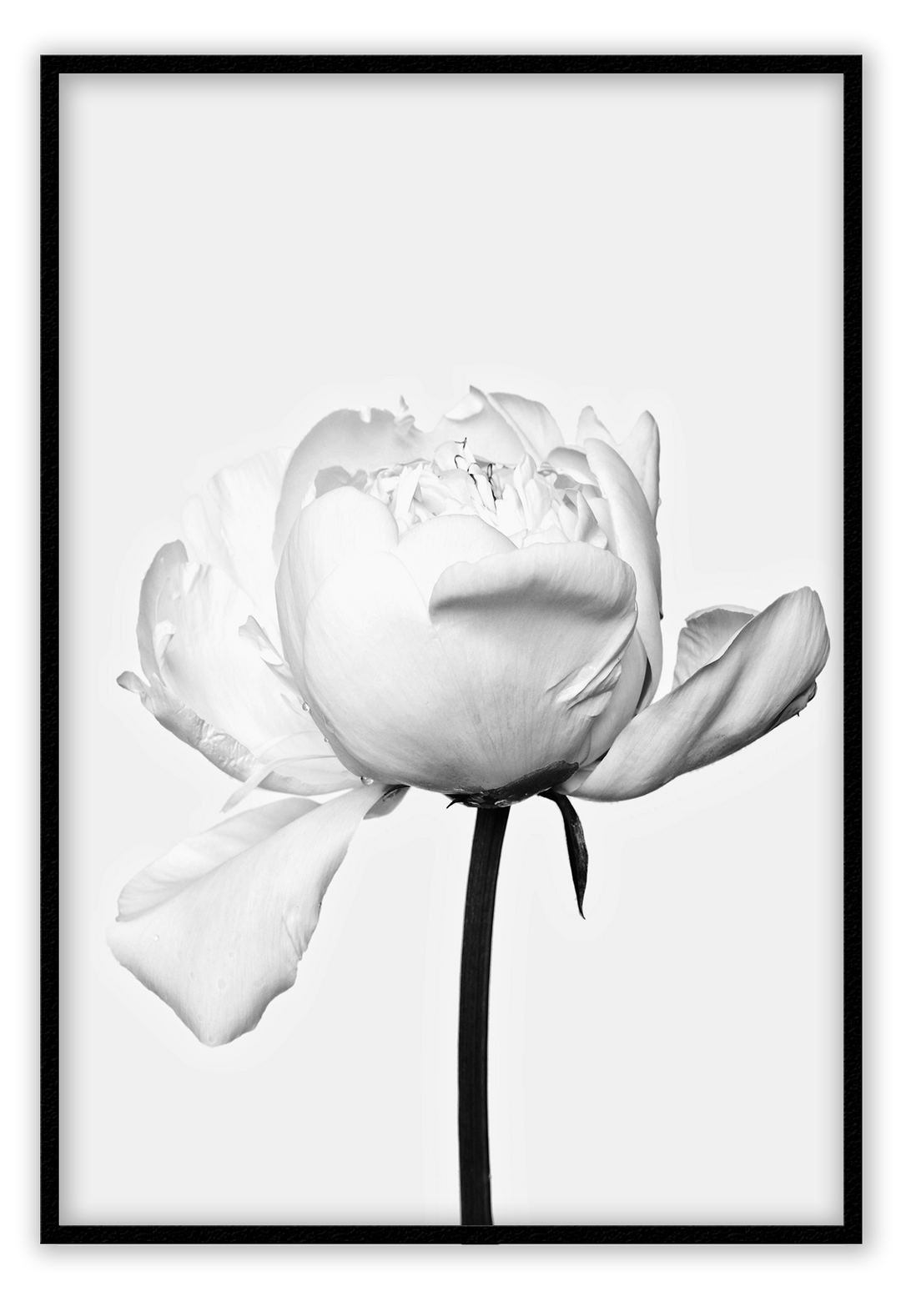 Canvas Print 50x70cm / Black White Rose White Rose Framed Prints Brand