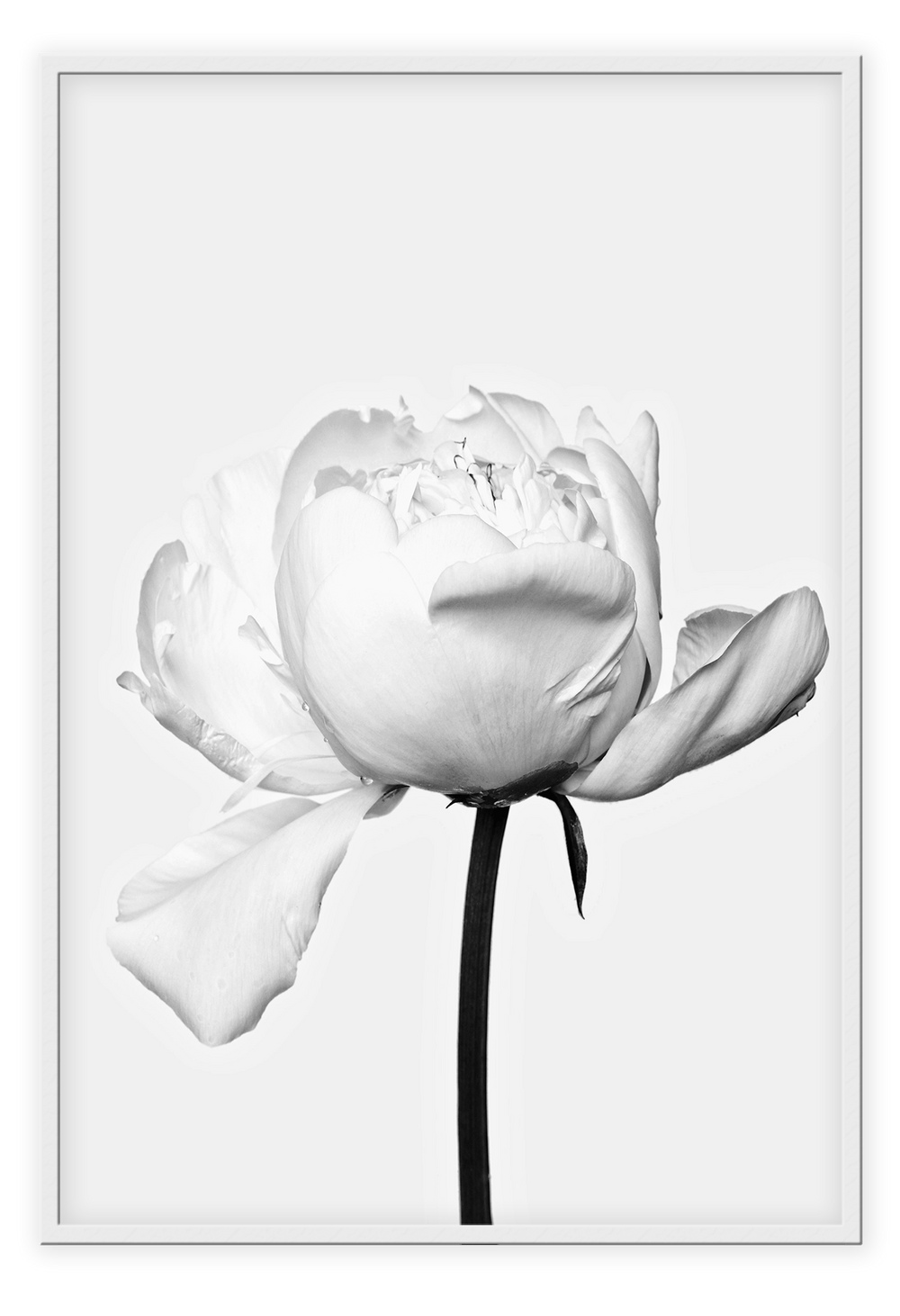 Canvas Print 50x70cm / White White Rose White Rose Framed Prints Brand